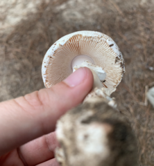 Amanita mutabilis