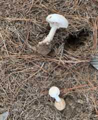 Amanita mutabilis