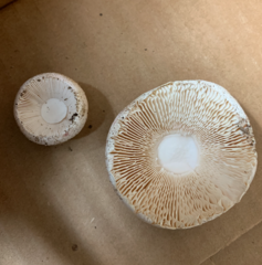 Amanita mutabilis