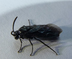Arge berberidis