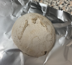 Amanita mutabilis