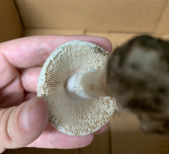Amanita mutabilis
