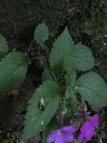 Image of Achimenes grandiflora by (c) Erick Vélez Sánchez, some rights reserved (CC BY)