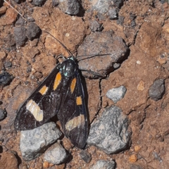 Cyanopepla arrogans