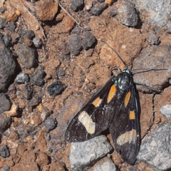 Cyanopepla arrogans
