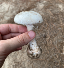Amanita mutabilis