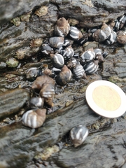 Echinolittorina peruviana
