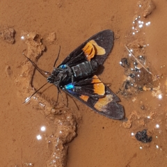 Cyanopepla arrogans
