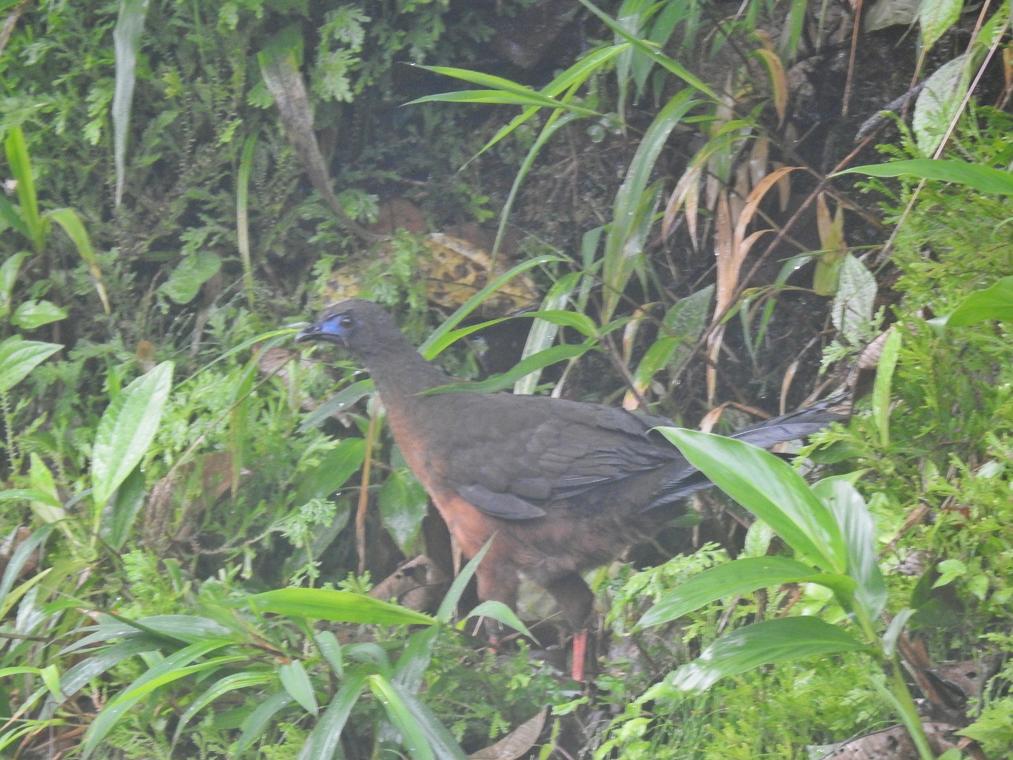Sickle-winged Guan illustration