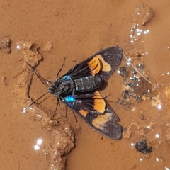Cyanopepla arrogans