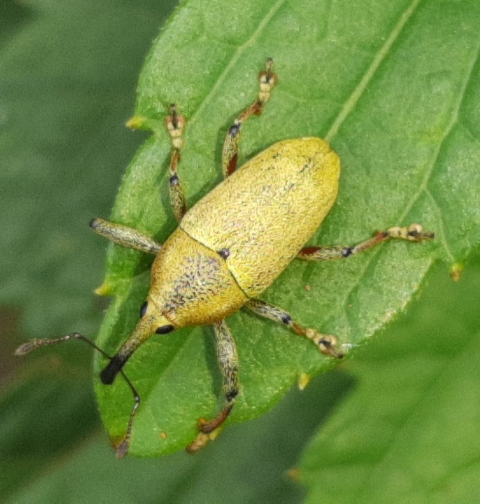 Cholus aureus