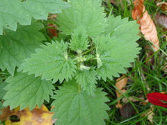 Dasineura dioicae