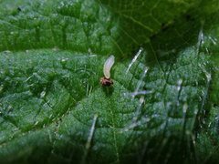 Dasineura dioicae