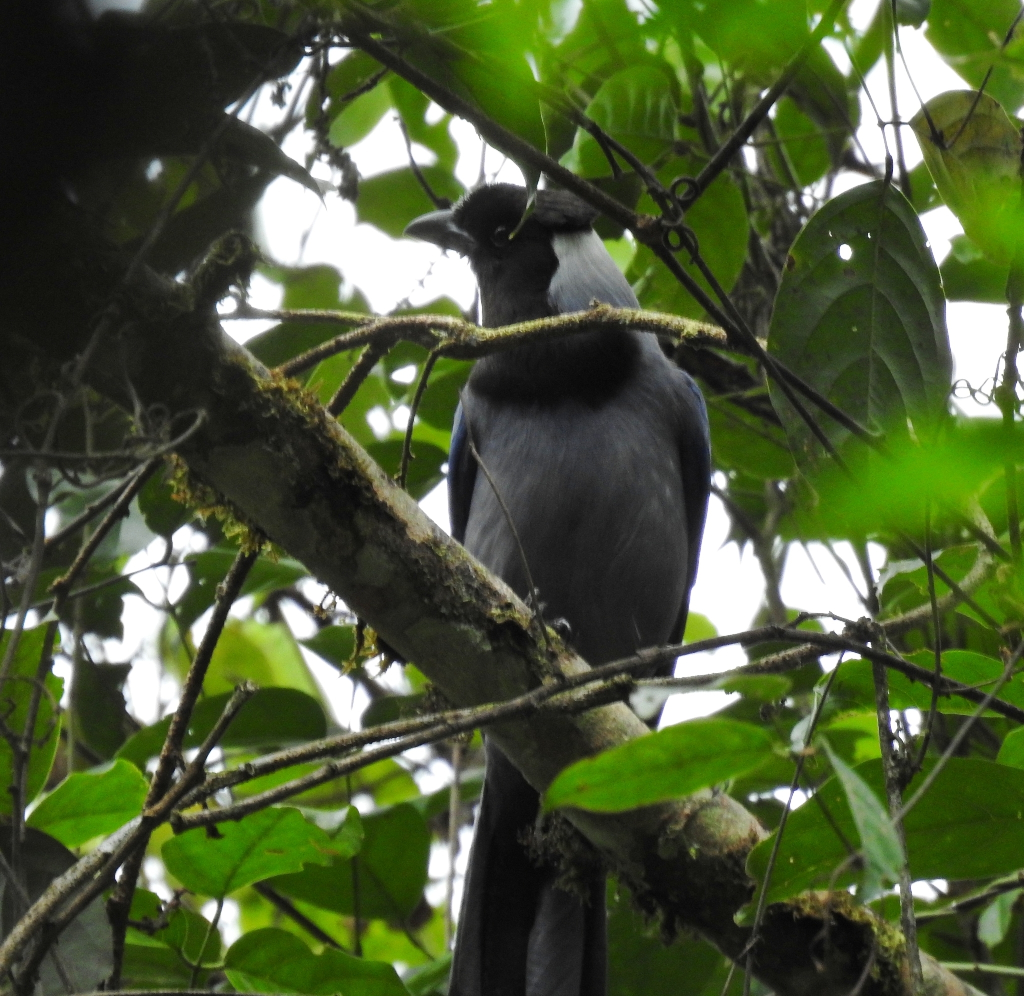 Violaceous Jay illustration