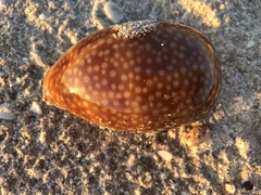 Macrocypraea cervus