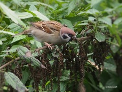 Passer montanus