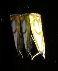 Catoptria pinella