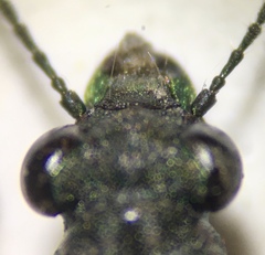 Elaphrus californicus