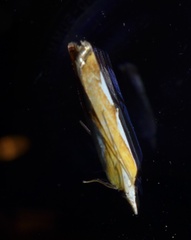 Catoptria pinella
