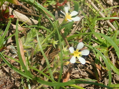 Euploca parciflora