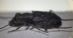 Elaphrus californicus