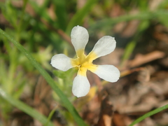 Euploca parciflora