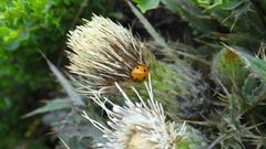 Cirsium quercetorum