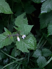 Solanum nigrum
