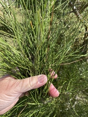 Pinus brutia eldarica