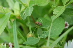 Neolochmaea dilatipennis