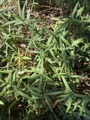 Phlox pilosa