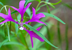 Clarkia pulchella