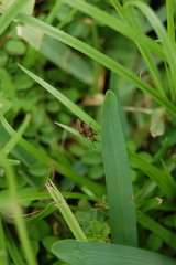 Neolochmaea dilatipennis
