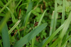 Neolochmaea dilatipennis