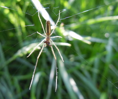 Tetragnatha montana