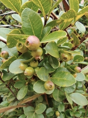 Syzygium buxifolium