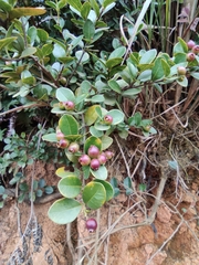 Syzygium buxifolium