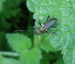 Cortodera humeralis