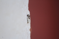 Ponometia phecolisca