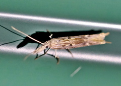 Ypsolopha mucronella