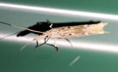 Ypsolopha mucronella