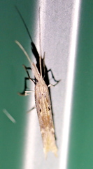 Ypsolopha mucronella