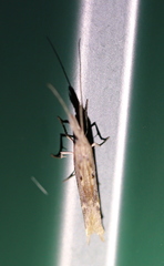 Ypsolopha mucronella