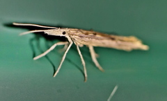 Ypsolopha mucronella
