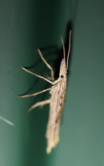 Ypsolopha mucronella