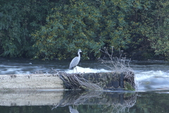 Ardea cinerea