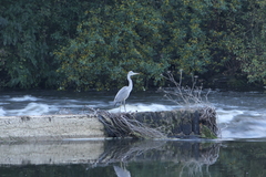 Ardea cinerea