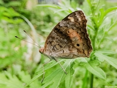 Junonia lemonias