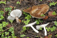 Melanoleuca brevipes