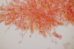 Melanoleuca brevipes